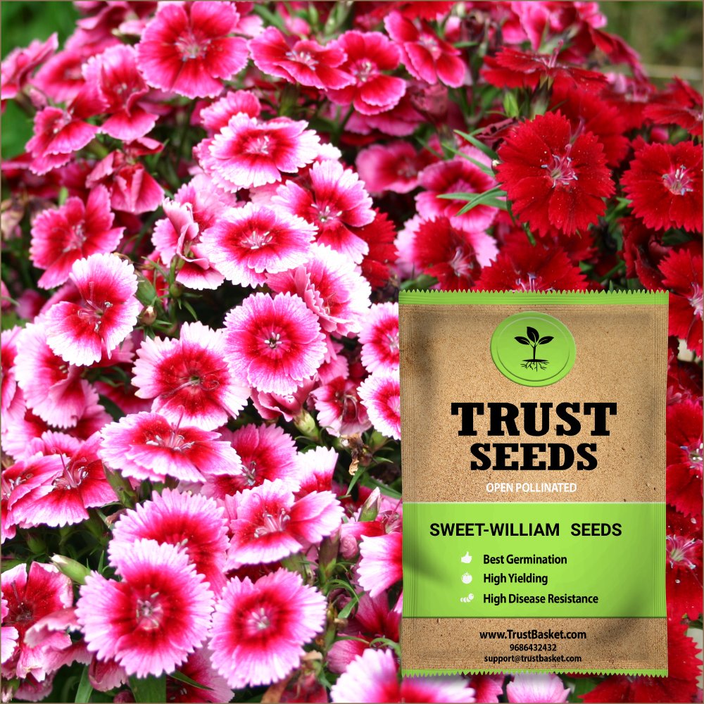 TrustBasket Open Pollinated Sweet William Flower Seeds (B07DCSPFS8) Amazon Price History, Amazon Price Tracker