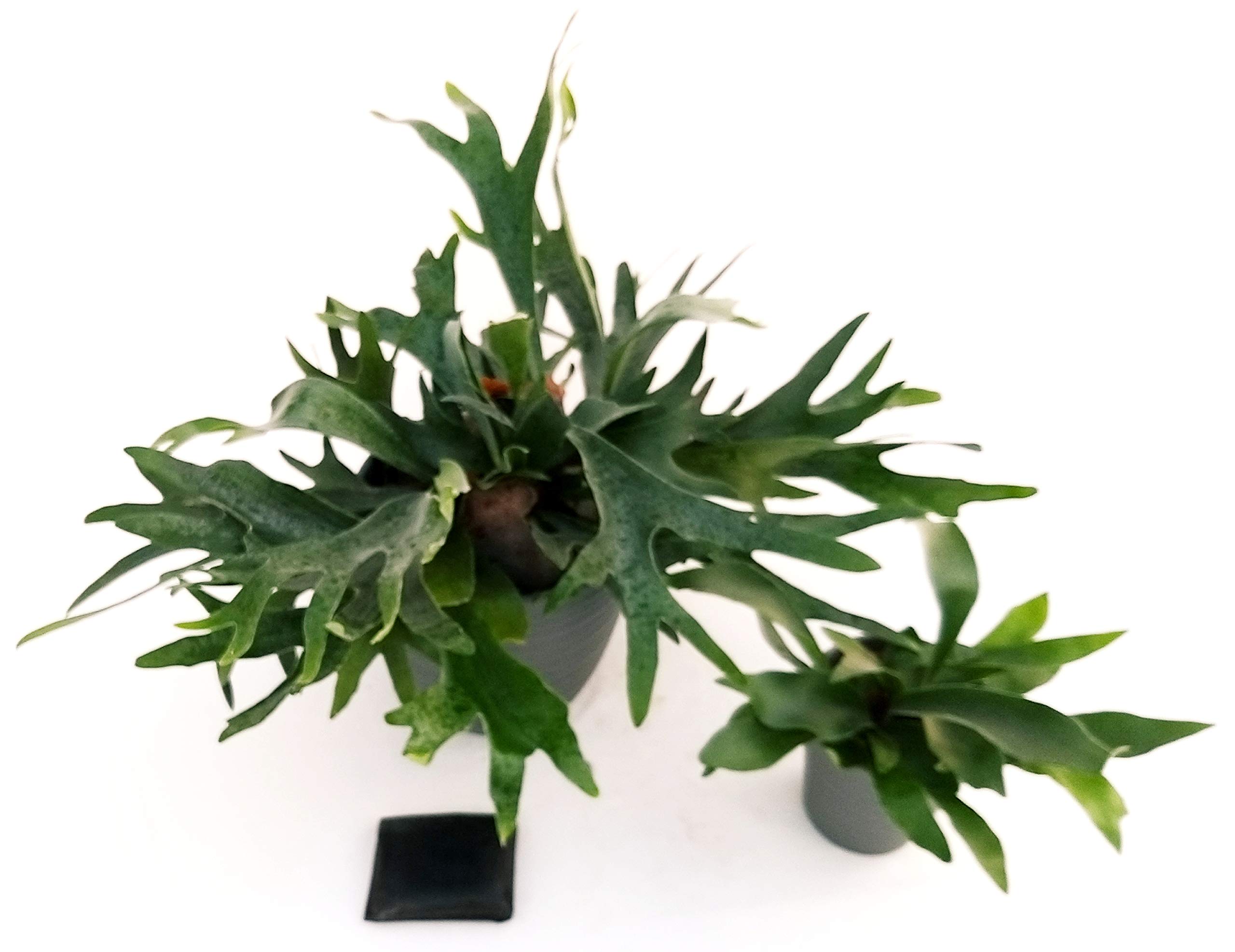 POWERS TO FLOWERS - EPIPHYLLUM LINGUA DI SUOCERA A FIORE GIGANTE ROSSO Carpobrrotus Bianco E Pitaya Frutto Del Drago A Polpa Rossa Vaso 12cm Piante Vere 2