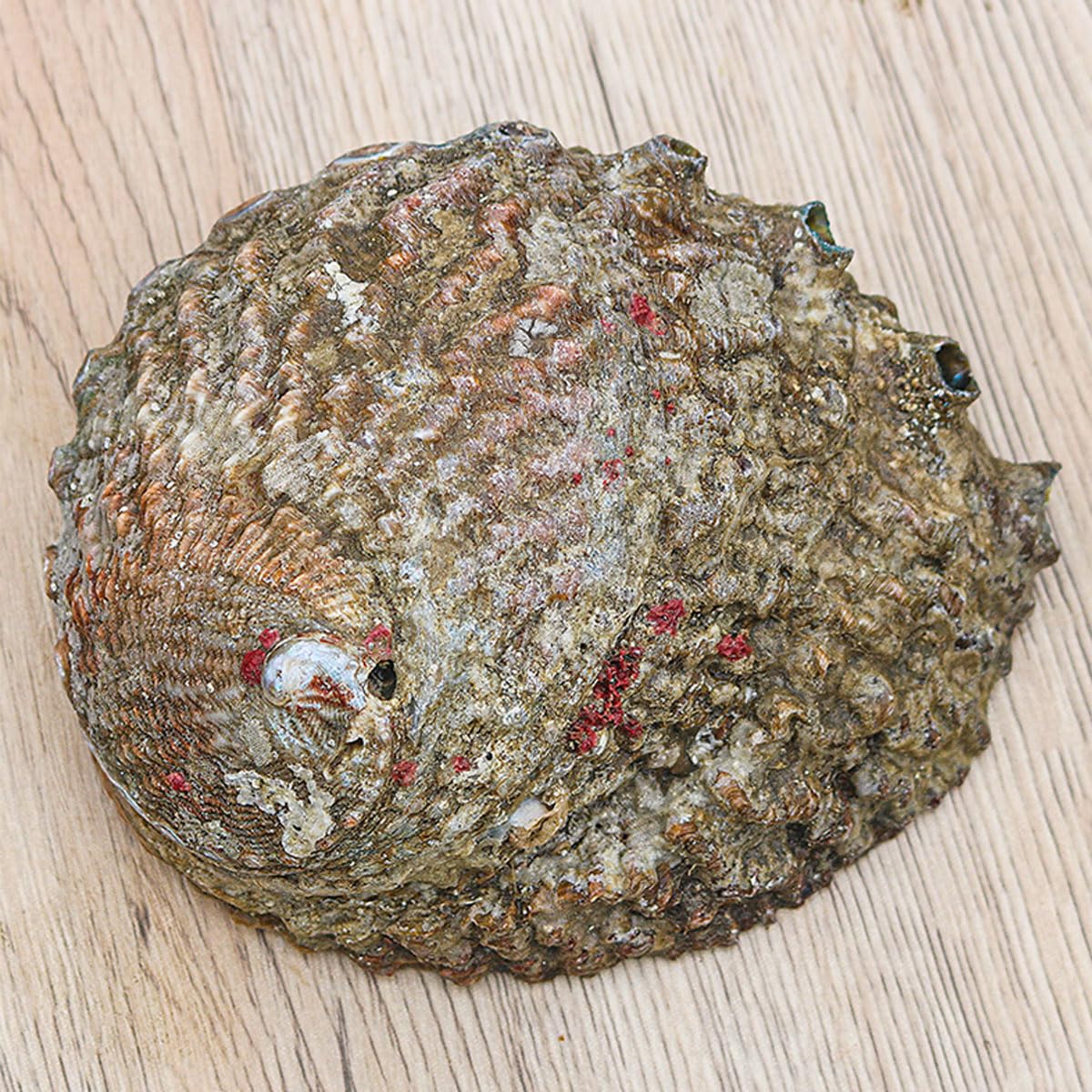 Conchiglia Naturale, Conchiglie Grandi Naturali di Abalone 13-16 cm for Decorazioni for Matrimoni, Feste a Tema Spiaggia, Decorazioni for la casa(13~14cm)