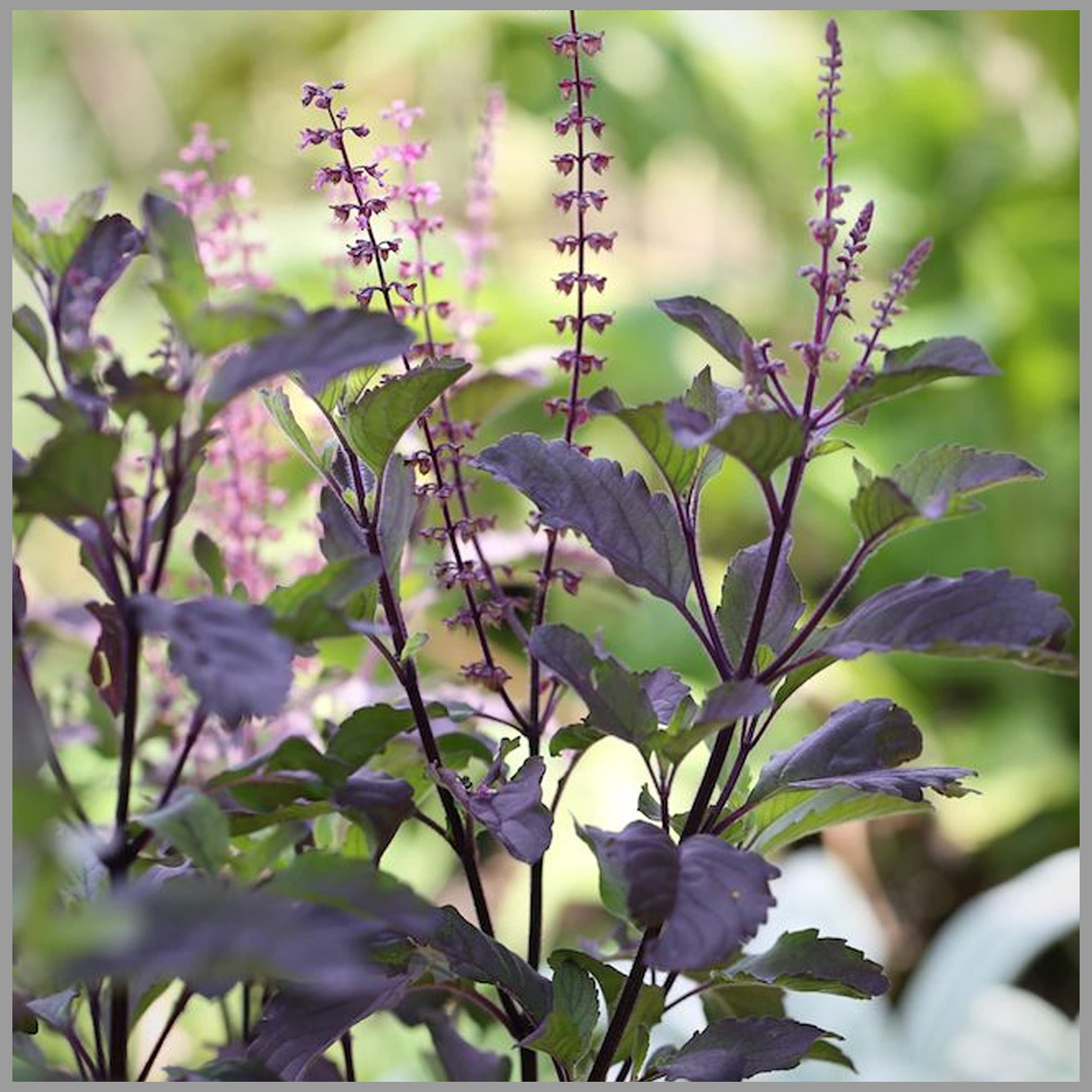 GardenHunt Tulsi Black (Krishna Tulasi/Ocimum/Holy Basil) Seeds (Pack of 100 Seeds) - GardenHunt (B087XBJLT7) Amazon Price History, Amazon Price Tracker