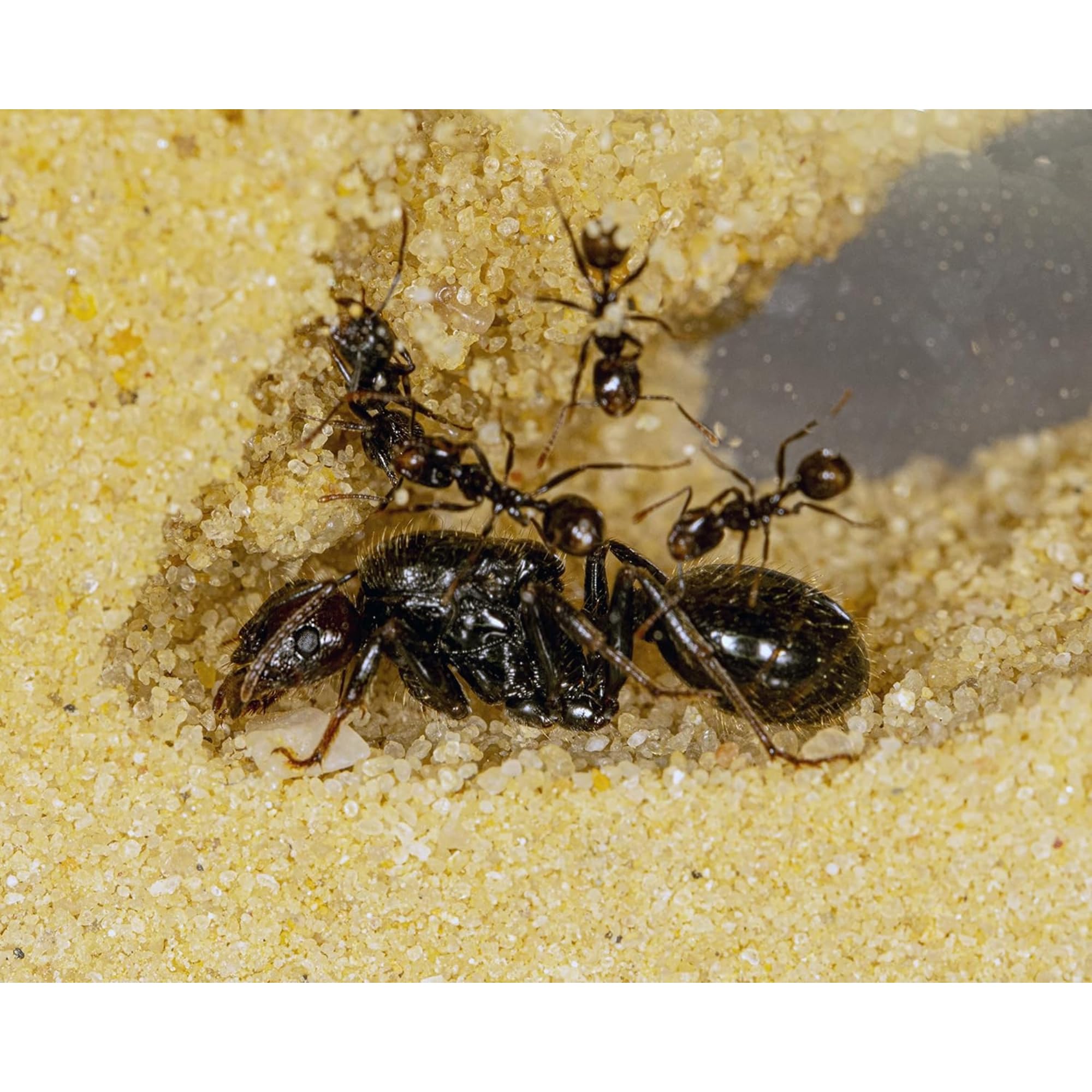 Ant Farm T with Free Ants and queen – Educational formicarium For Live Ants - 4