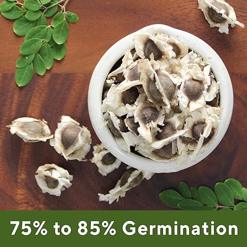 Miniatura 6 de Grenera Moringa Oleifera Seeds 100 Semillas Appox.  Variedad PKM 1  Comestible, Plantación  Malunggay  Baquetas  Semillas De Moringa  Árbol de
