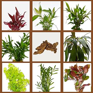 Wurzel- Mopani-Wurzel und 5 Arten schnellwachsender Aquarienpflanzen | BUNTES Algenkiller-Set, Anti-Algen Wasserpflanzen Sortiment, Pflanzen für Algen-Prophylaxe