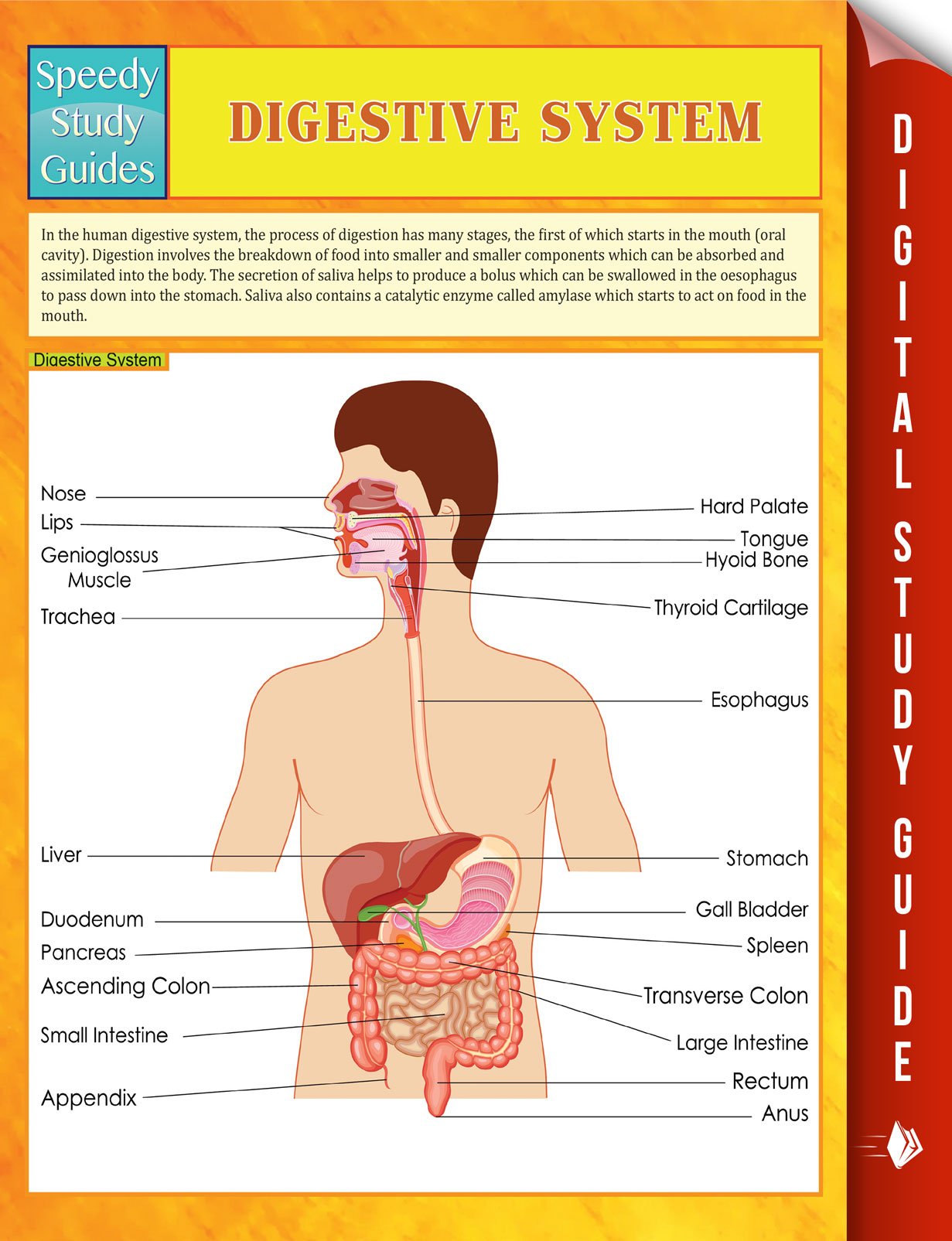 Digestive System Speedy Study Guides (Student Companion Edition)