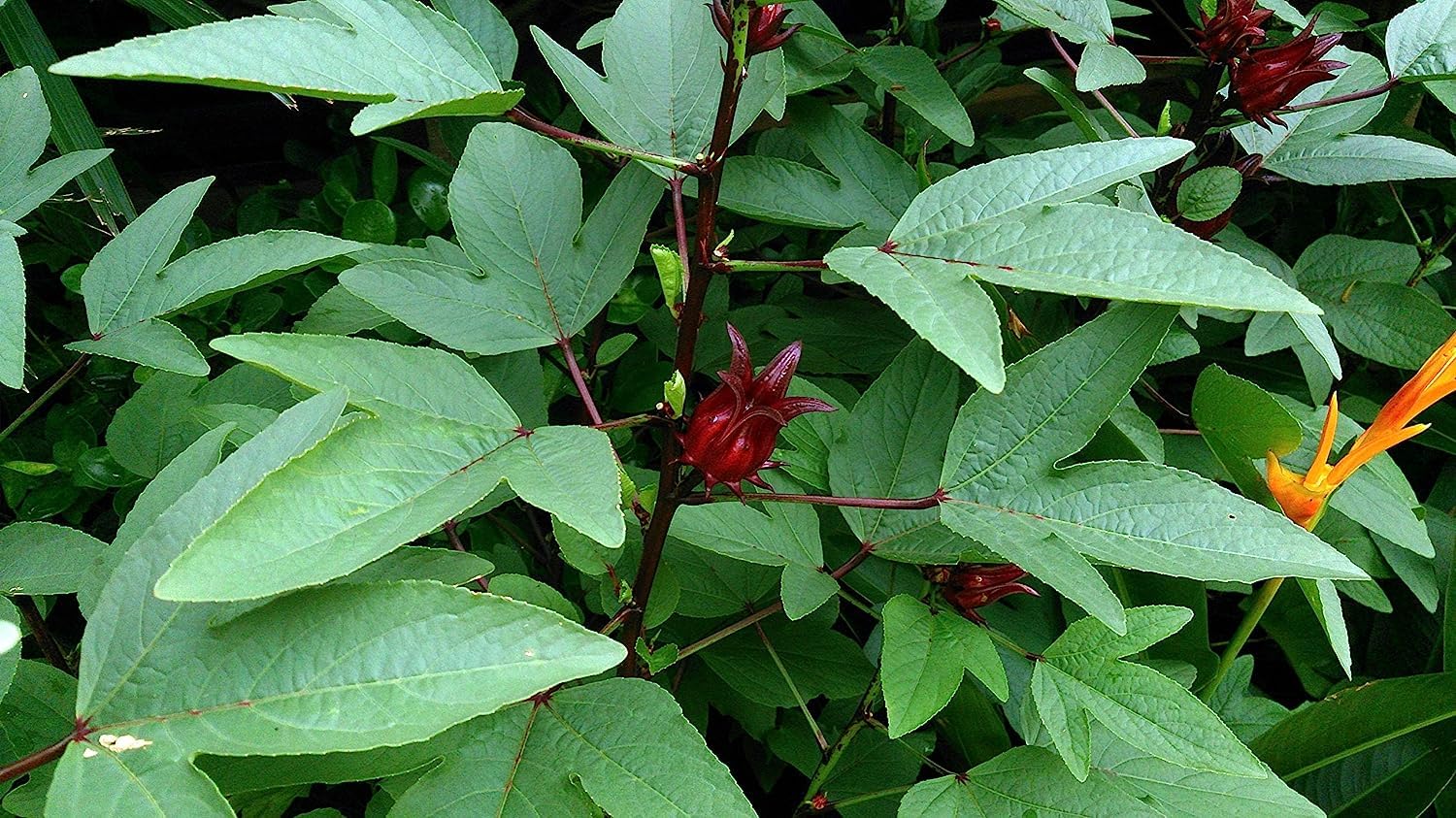 Chillatai Red Gongura/Sivappu Pulicha Keerai Vidhai/Kenaf Leaves/Red Pundi Seeds - 150 Seeds (B0C8VCQSKZ) Amazon Price History, Amazon Price Tracker