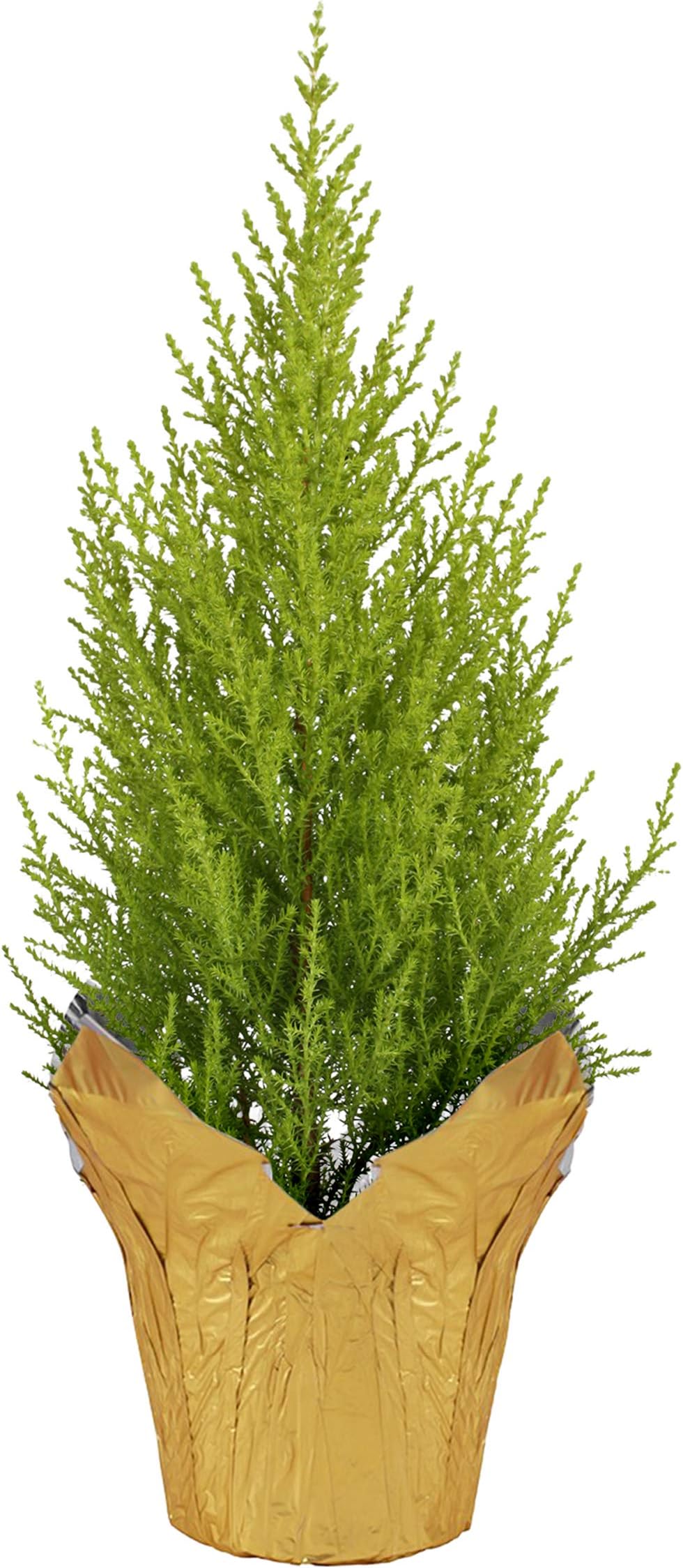 Live Lemon Cypress Tree - Tabletop Decoration - 12" Tall by 5" Wide in Deco Cover