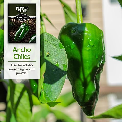 Miniatura 4 de Semilla de pimiento Poblano para plantar, 1 paquete con instrucciones para plantar y cultivar chiles anchos en tu huerto casero, variedad de