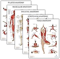 Vista 1 de Anatomy Lab Póster muscular, esquelético, yoga, estiramiento y pilates, anatomía y fisiología – Paquete de 5 LAMINADO 17.3 x 22.5 pulgadas, tabla