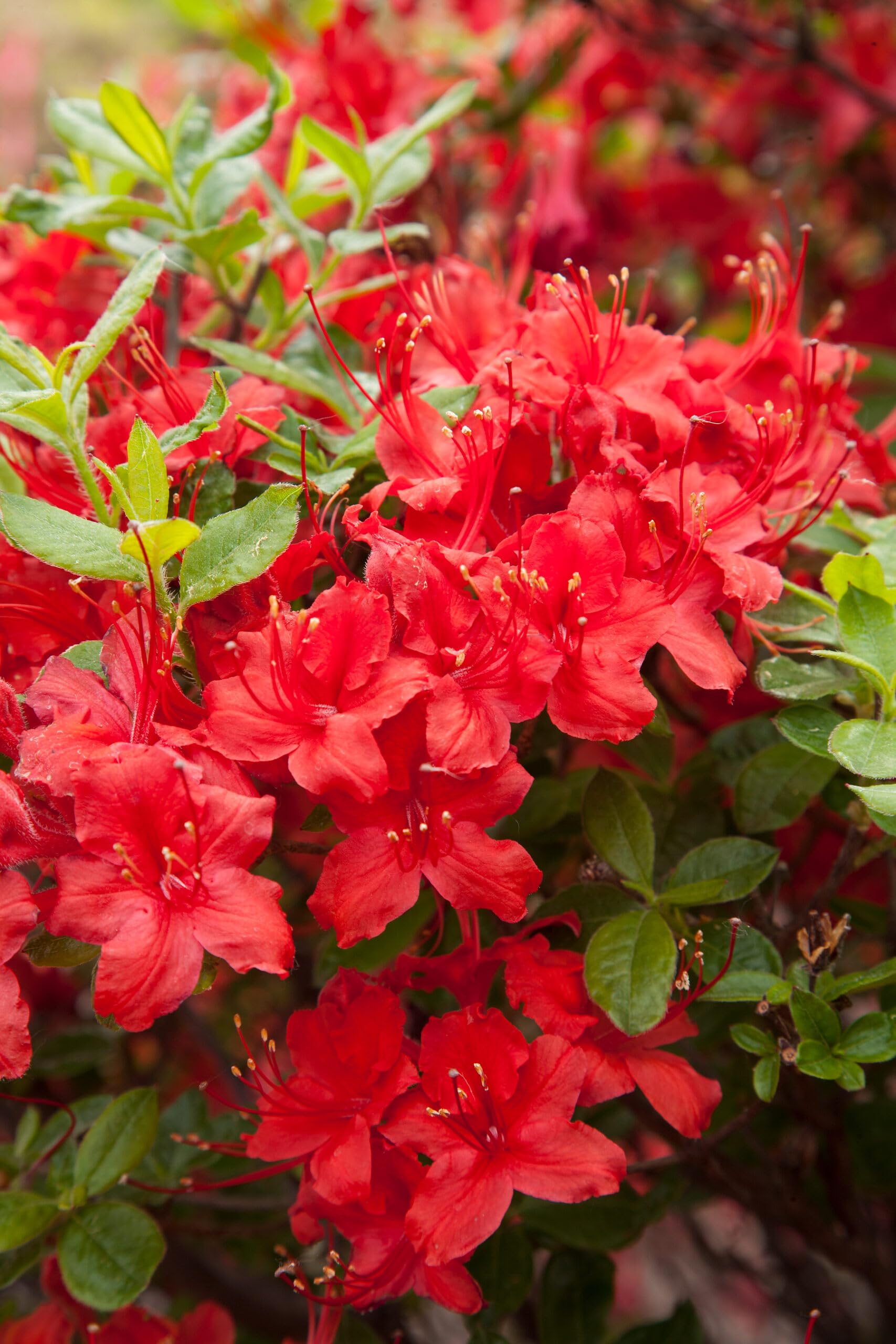 Athidhi Garden Bush Azalea Flower (Candy Red) Live Healthy Plant (B0C7TLHF5J) Amazon Price History, Amazon Price Tracker