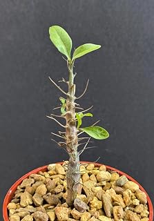 Fouquieria Macdougalii, Mexican Tree Ocotillo, Desert Succulent, Rare Plant