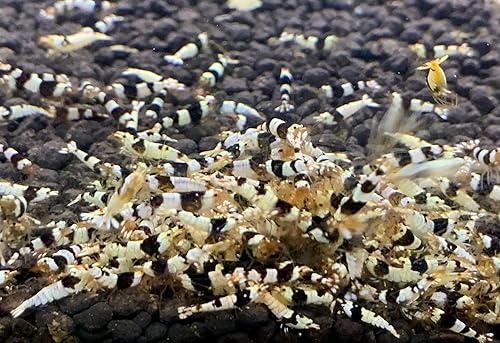 Camarones negros cristalinos Grado CRS S-SS Camarones de agua dulce vivos Acuario Invierte Camarones Caridina Bee - "14 a 12 pulgada de largo" (20