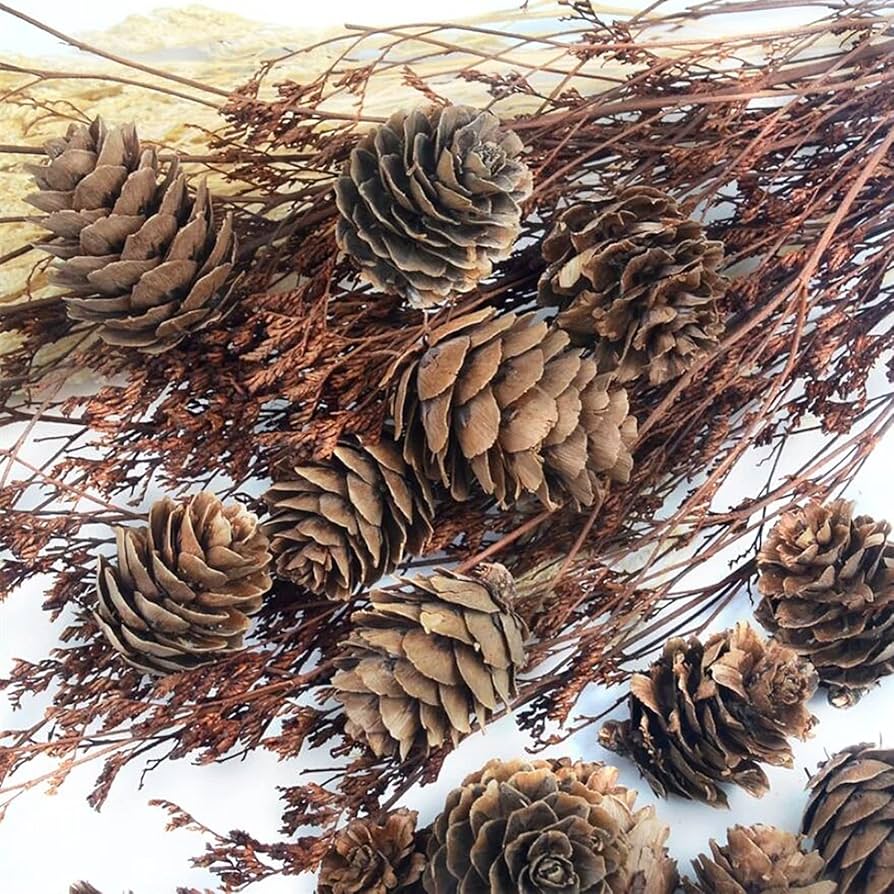 松ぼっくり様用 Amazon｜10 個の天然ミニ松の実大天然松ぼっくりクリスマス新年