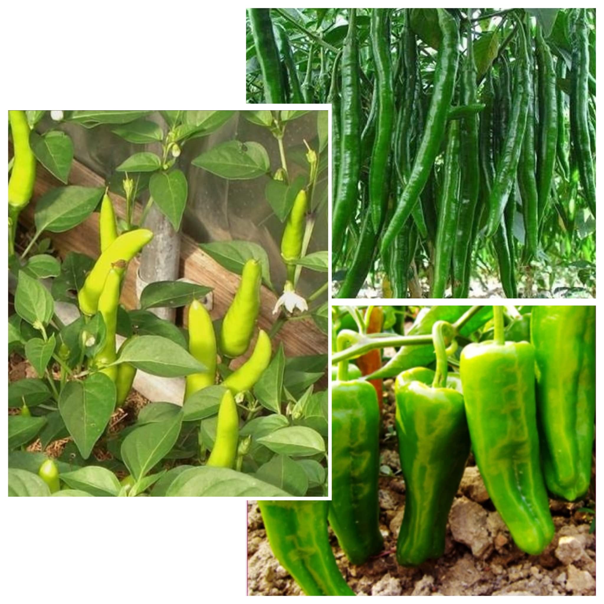 Vinca Art Green Chilli Mixed Seeds - Spicy Mirchi Sambar Mirchi Milagai Mirapakaya Hasimenasu Mirsang Vegetable Seeds for Home Garden-40 Seeds (50 Grams) (B0BJM9YH4H) Amazon Price History, Amazon Price Tracker
