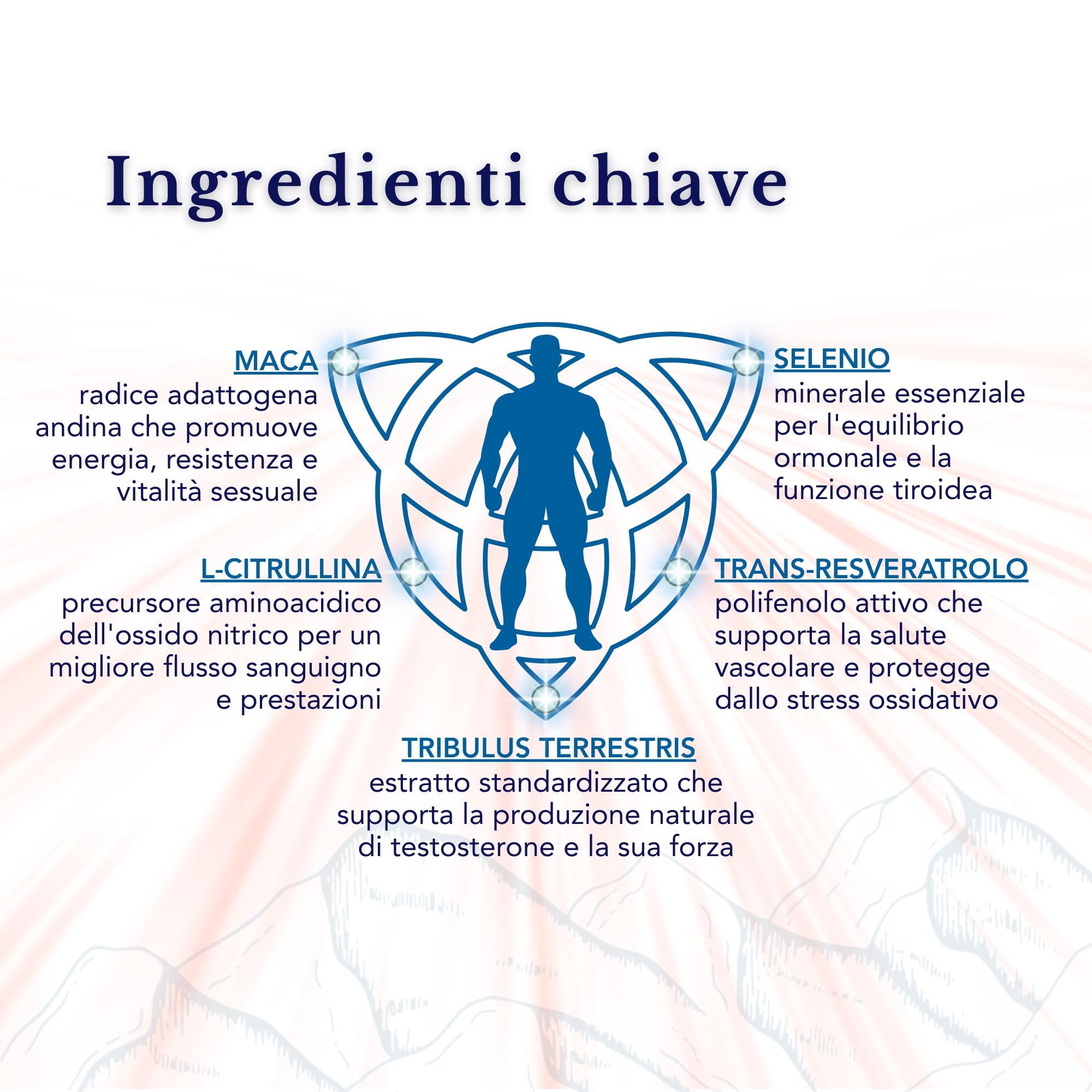 Tribulus Terrestris, Maca, L-Citrullina, Trans-Resveratrolo, Selenio - SmartAbsorb™ | per energia, circolazione e immunità | 28 bustine giornaliere