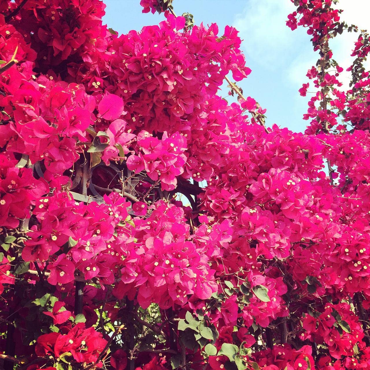 Athidhi Garden Beautiful Bougainvillea (Lemonade Pink) Healthy Flower Plant (B0B5Y6217H) Amazon Price History, Amazon Price Tracker