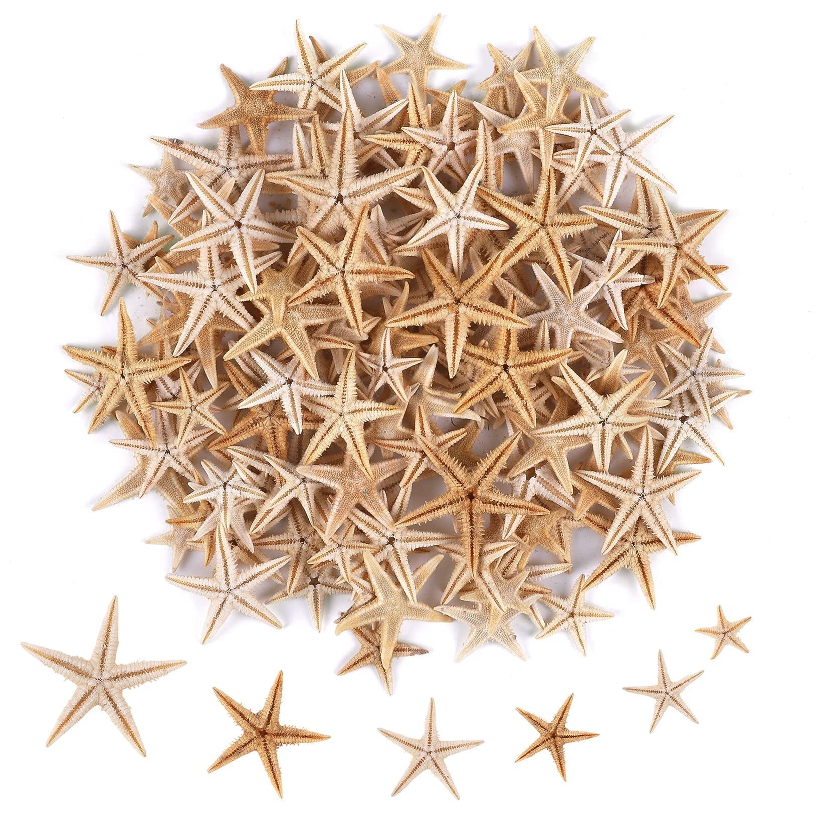 Khazna Small Starfish Star Sea Shell Beach for Craft Starfish for Wedding Decor, Beach Theme Party, Home Decoration