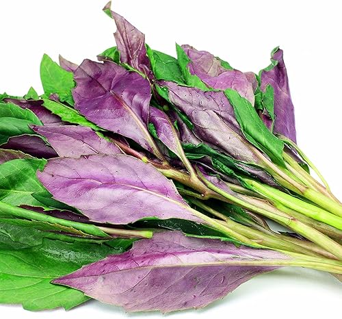 Miniatura 2 de Espinacas Okinawa - 3 plantas de inicio vivas - Gynura Crepioides - Cultiva tus propias verduras y frutas en el jardín o patio