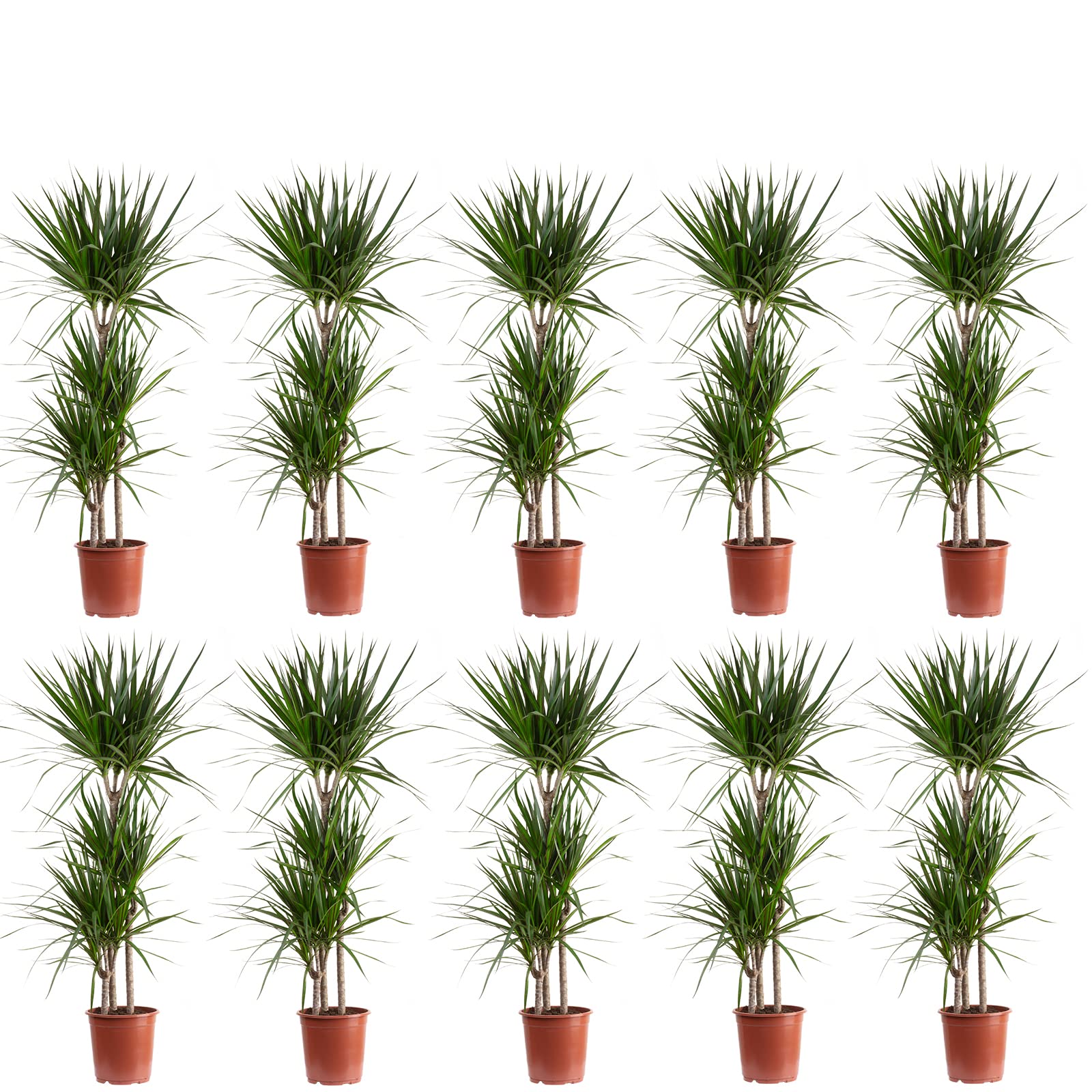 Dracaena Marginata Lot de 10 arbres de dragon frontaliers 3 troncs – Hauteur env. 120 cm – Diamètre du pot : 21 cm