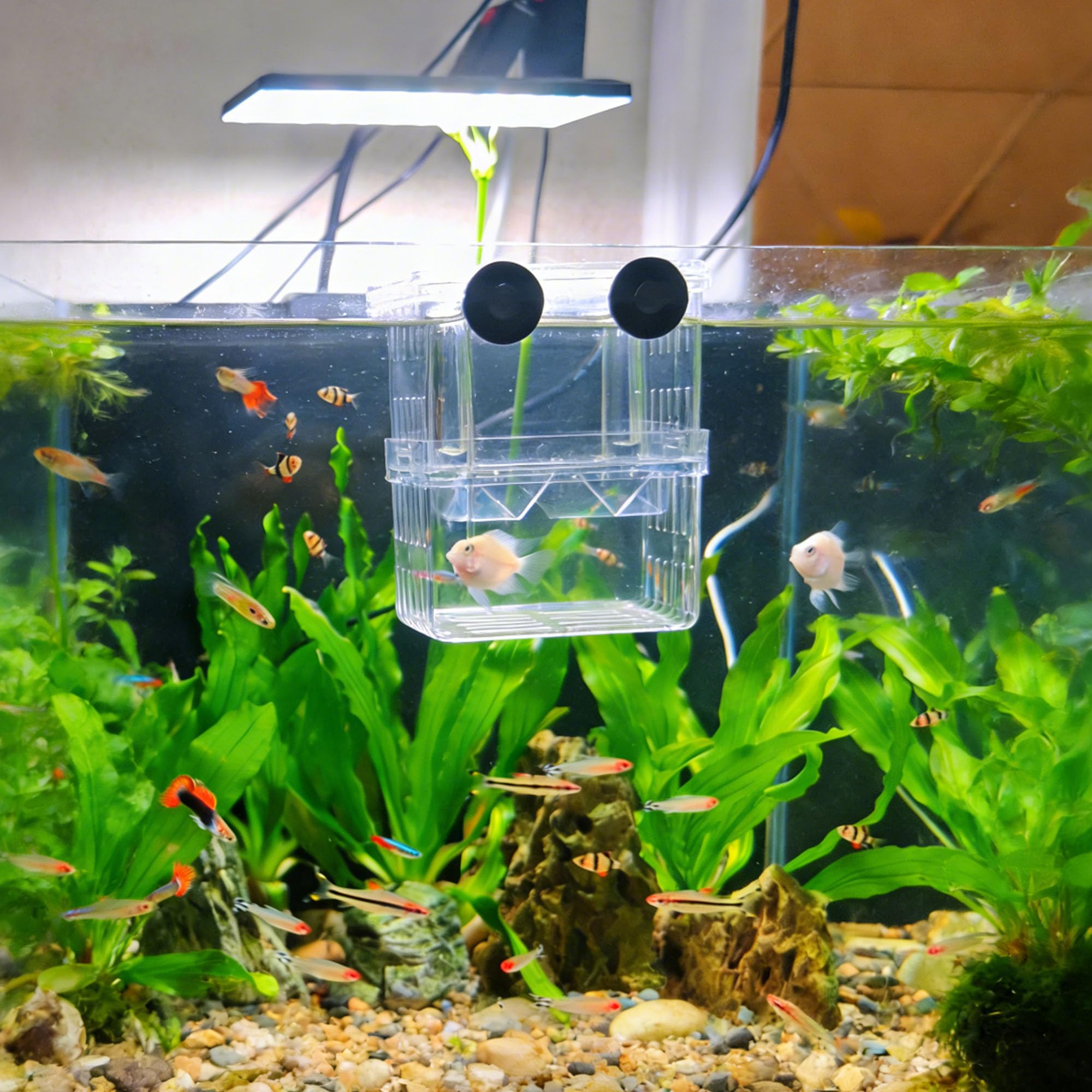Contenitore Per Allevamento Pesci Per Acquario, Incubatore Galleggiante In Plastica, Serbatoio Di Pesce Allevamento Scatola, Con Ventose, Per Gamberetti, Pesci Pagliaccio,Aggressivi Feriti