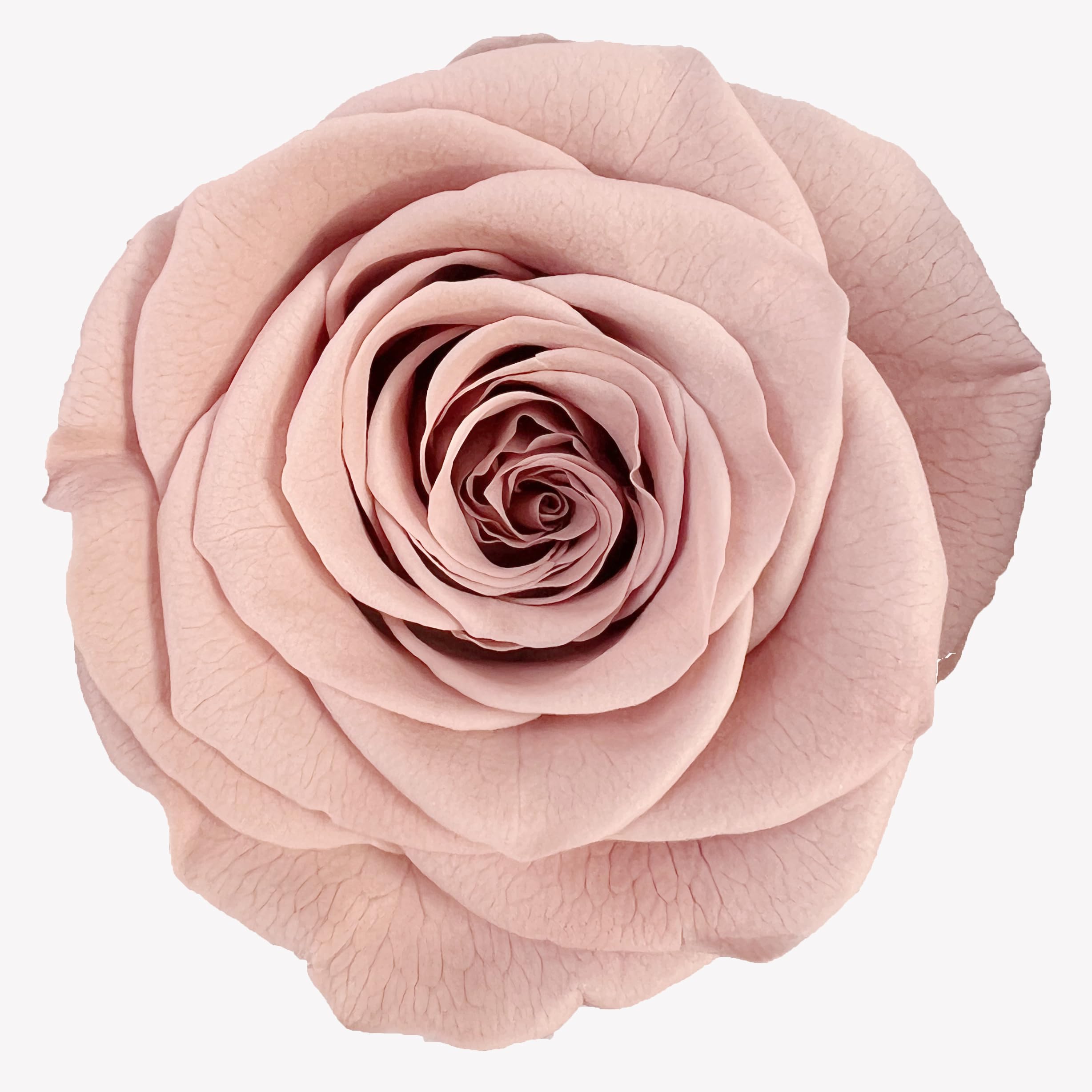Rose préservée de qualité A de 2 à 3 cm, roses éternelles naturelles de première qualité, roses immortelles qui durent de 3 à 5 ans pour la fête des mères, la Saint-Valentin, les anniversaires