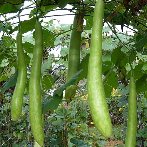 Miniatura 5 de CHUXAY GARDEN Semillas de calabaza Cucuzzi 100 semillas comestibles vegetales verdes italianos, verduras orgánicas sin OMG, gran sabor