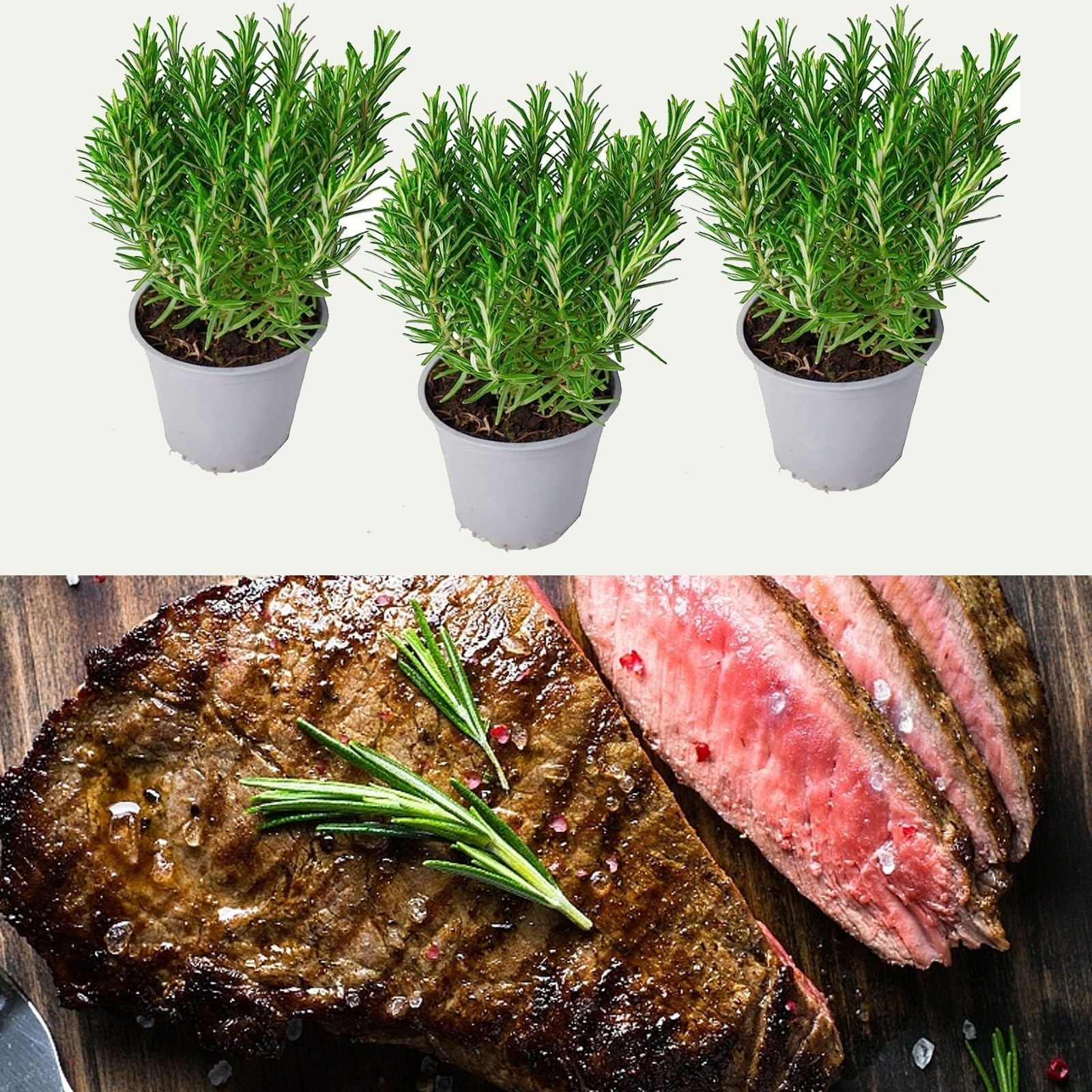 3 x Barbeque Rosemary Plants in 9cm Pots - Fresh BBQ Rosemary Plants - Rosmarinus Officinalis Fresh Herbs to Flavour Your BBQ (Regular Packaging)