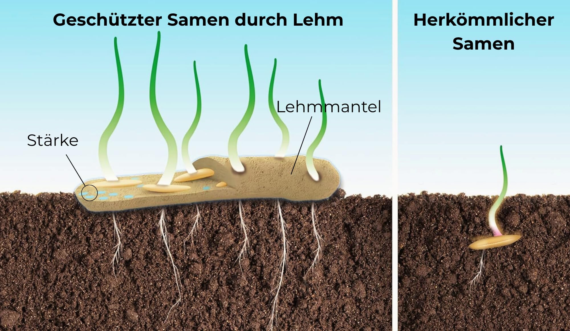 Blumensamen im schützenden Lehmmantel für Bienen und Schmetterlinge 400g. Mehrjährig & winterhart, blühende Landschaft für 20 m².Wunderschöne Wildblumen Saatgut für bunte Bienenweide. Geschenk Kinder - 5
