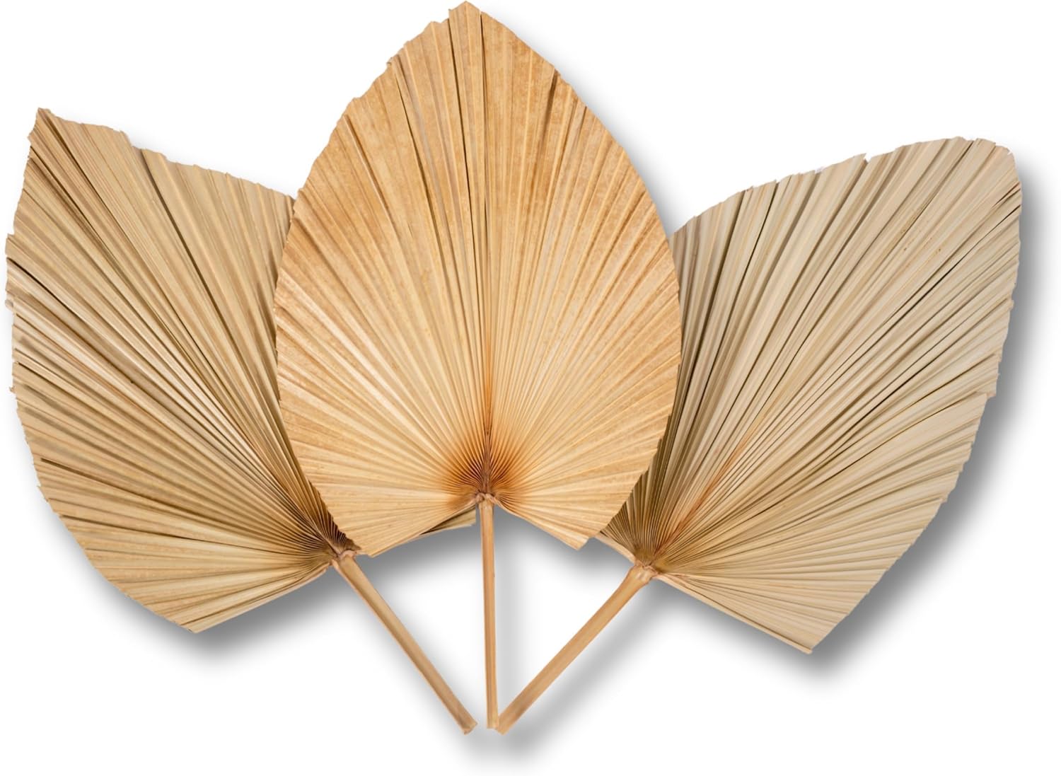 3Pcs 28" Large Natural Trimmed Palm Leaves Dried Palms Leaves Fans Boho Wedding Decor Kitchen Table Dried Flowers Pampas Grass Decoration Dried Pampas Grass Decor Leave Fan with Stem Tropical Palm