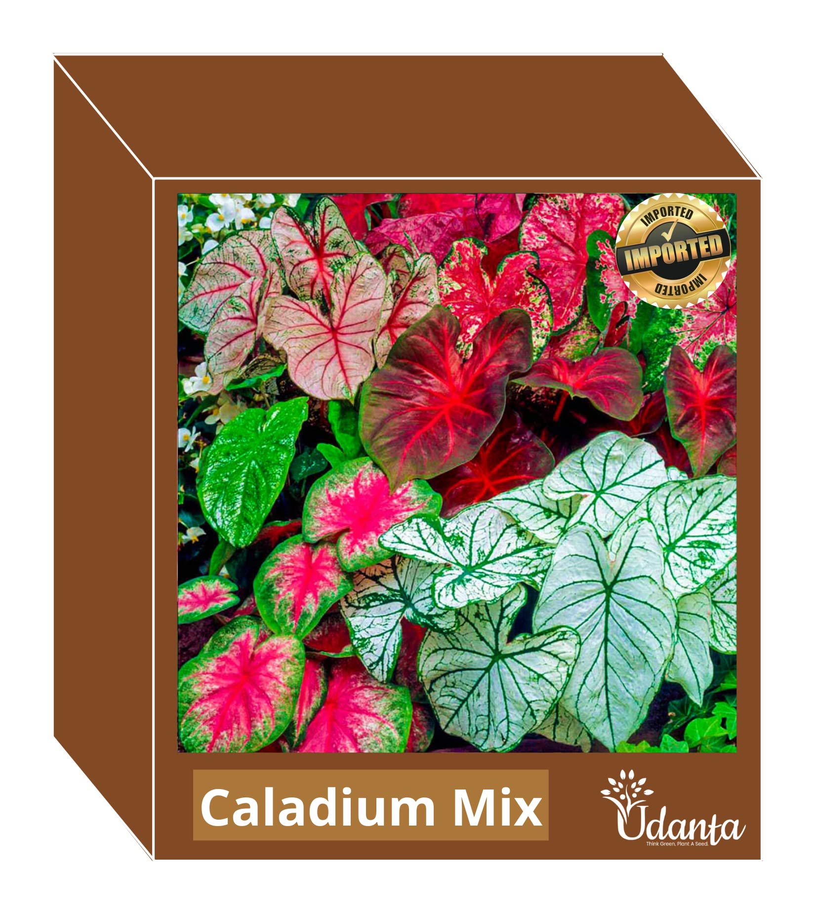 Caladium Aaron Big Leaves Imported Bulbs 100% GERMINETION (Pack of 5 Bulbs) (Udanta®) (Caladium Miss muffe) (B09PDMN4V2) Amazon Price History, Amazon Price Tracker