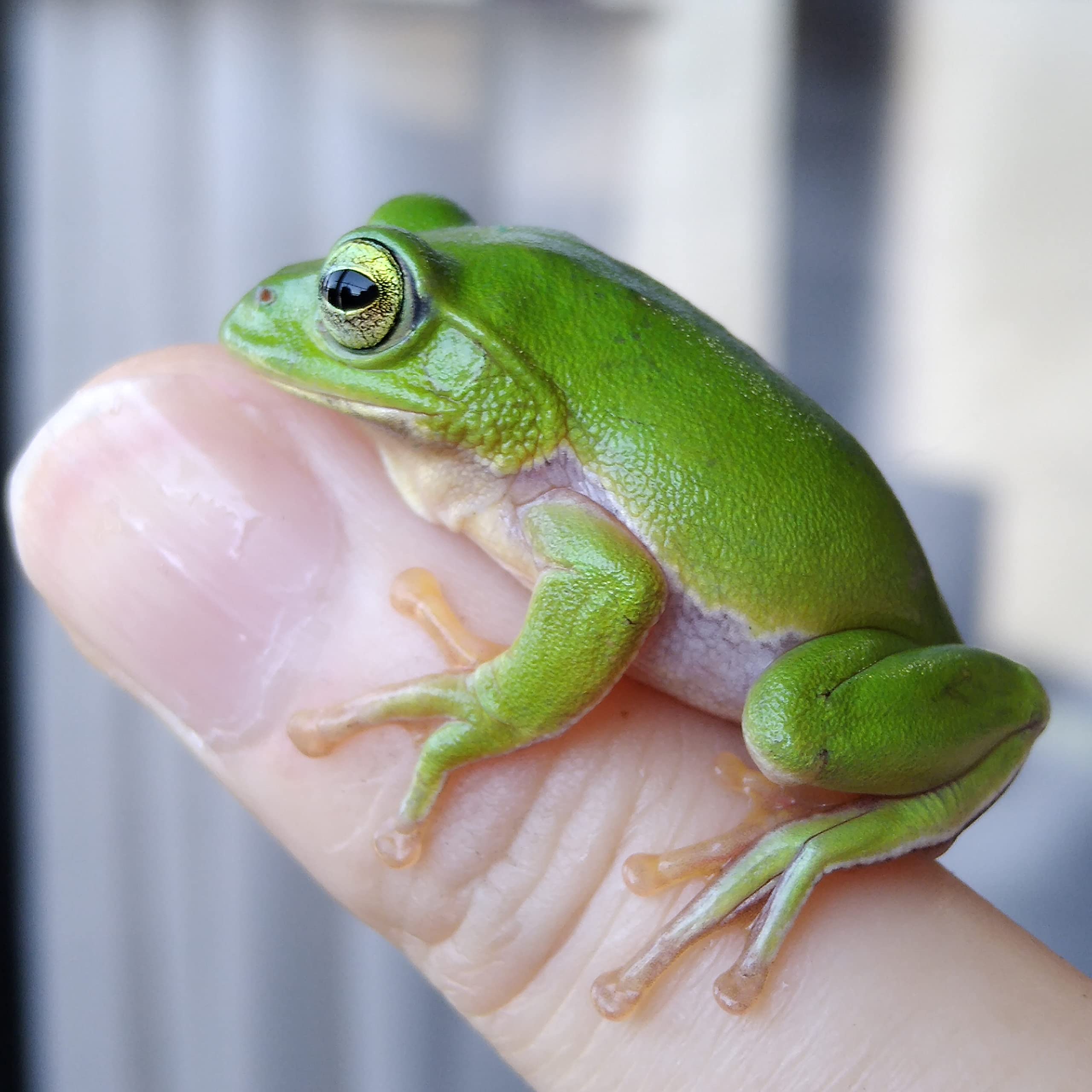 Amazon.co.jp: シュレーゲルアオガエル 可愛い 癒やし 雌雄判別なし