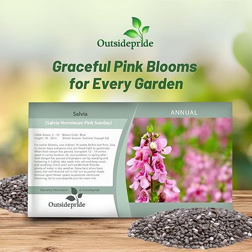 Miniatura 5 de Outsidepride Salvia Horminum Pink Sunday Clary - Flores cortadas de jardín ideales para arreglos secos jarrones ramos de flores 1000 semillas