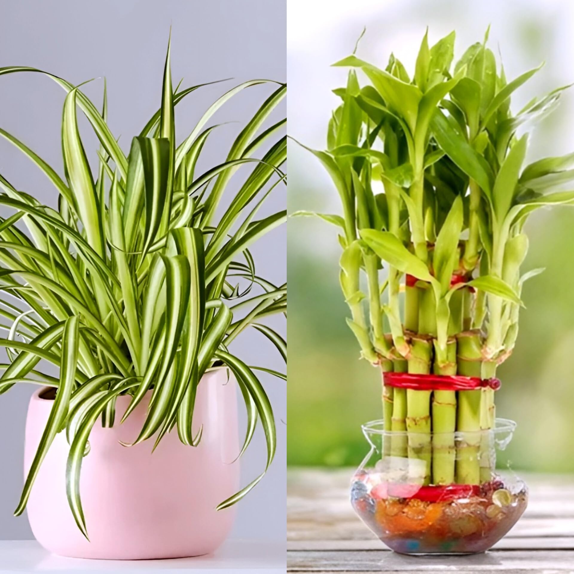 NATURE GARDEN Delhi Nursery Plants Bublix Lucky Bamboo 10 Sticks Three Layers with Spider Live Plant Combo | Indoor Decorative Green Plants for Home & Office | Feng Shui Good Luck Easy Care Set-image-35