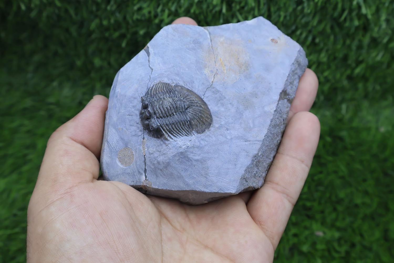 Scabriscutellum AFF. furficerum Trilobite Morocco Trilobite Fossil Trilobites Rock A354