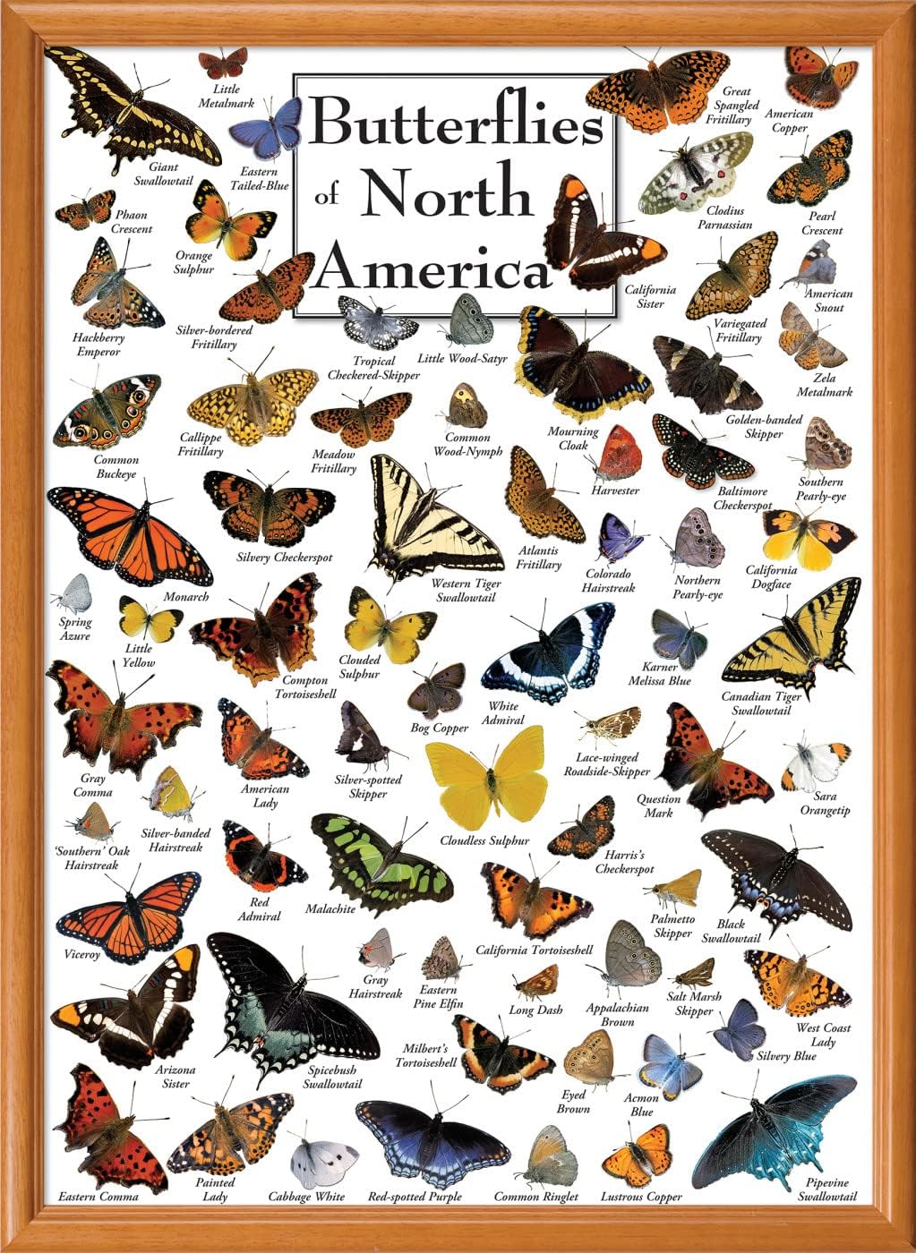 MasterPieces 1000 Piece Jigsaw Puzzle for Adults, Family, Or Youth - Butterflies of North America - 19.25"x26.75"