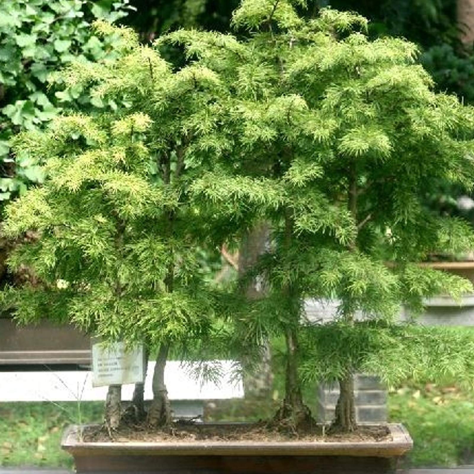 50 pezzi semi in miniatura di pino, mini bonsai semi di albero, piante legnose al coperto, pino perenne pianta per giardino in miniatura in vaso