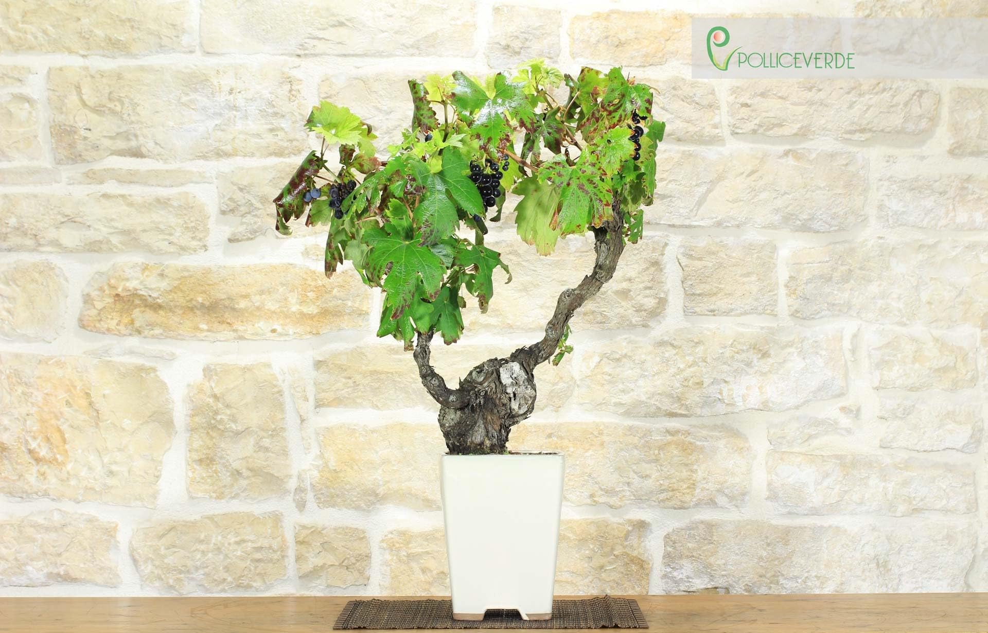 Bonsai di Vite (107)