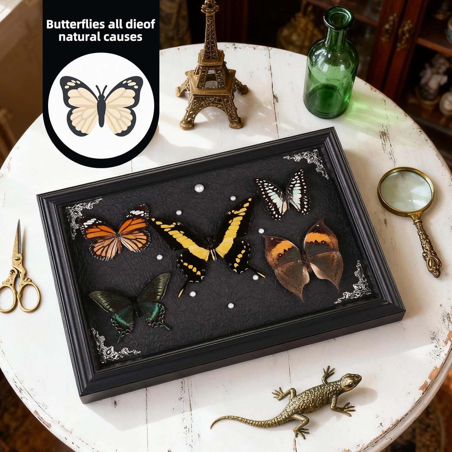 Real Framed Butterfly Taxidermy Collection - Set of 5 in Shadow Box Display, Office - Unusual Gift for Entomology Lovers, Birthday, Christmas