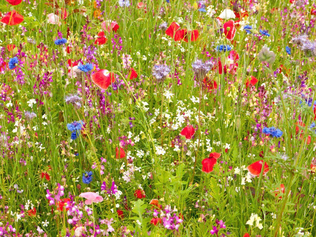 1kg Ancient British Meadow Wild Flower Rare Grasses 70/30 Mix Mix 71