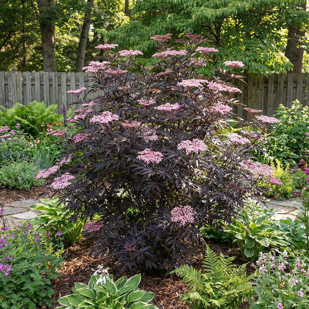 Bloomique - Sambucus Nigra Black Lace - Sureau noir - Plante de Jardin - Rustique - Hauteur 30-40 cm - Pot 19 cm