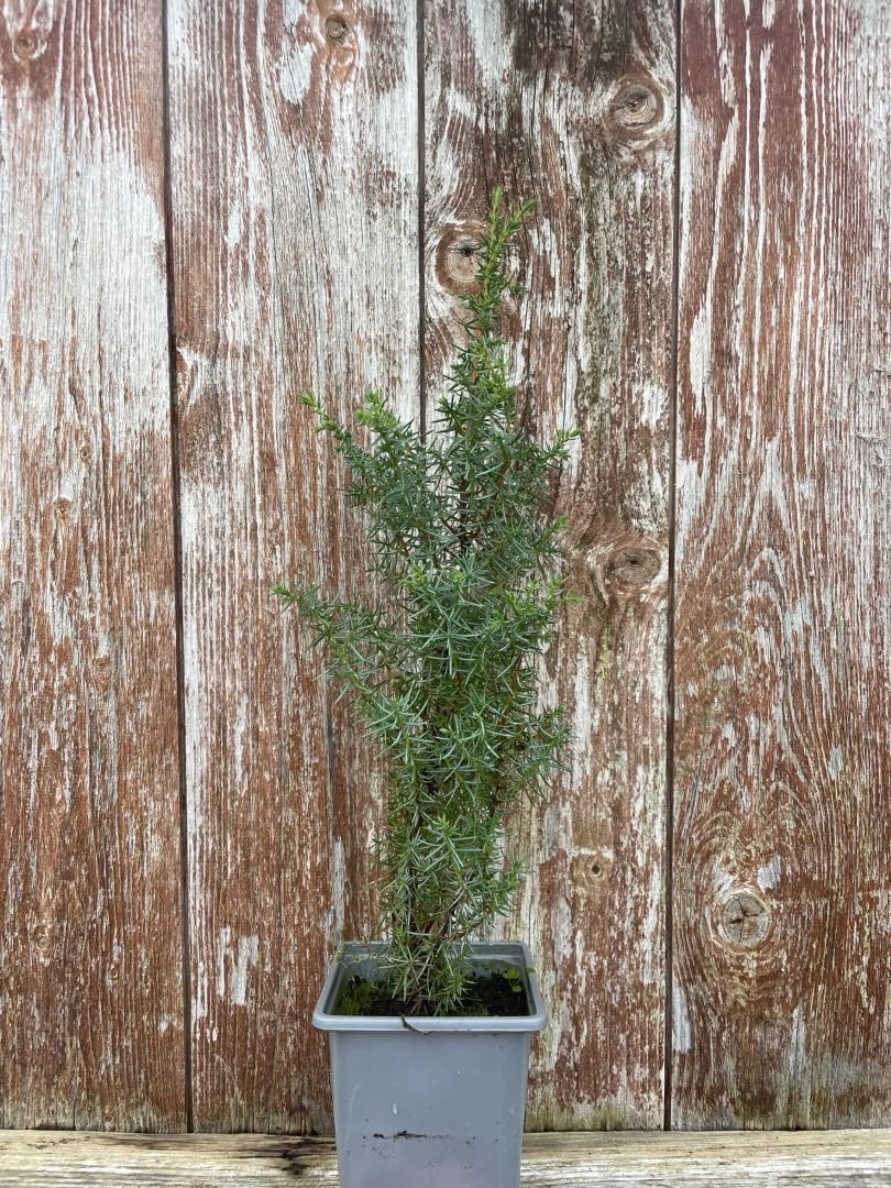 Common Juniper Bush/Tree | Juniperus communis - 9cm Pot - UK Grown