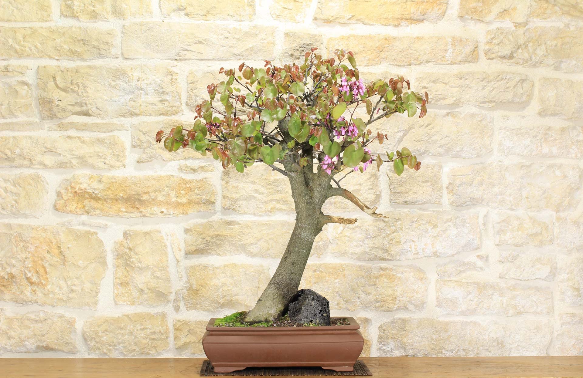 Bonsái Cercis - Árbol de Judas (62)