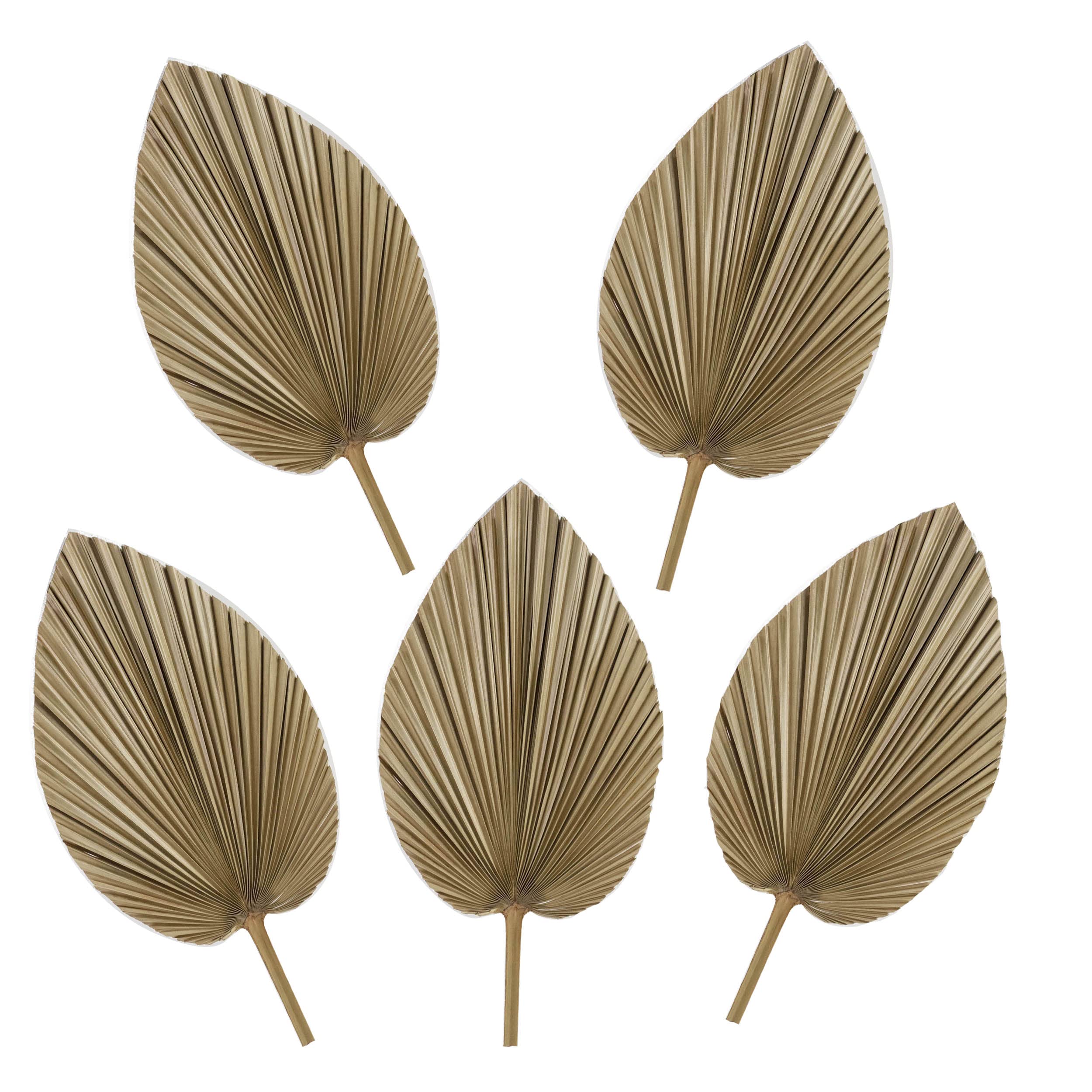 MadeTerra 5 x große 61 cm große Palmblätter, getrocknet, tropische Palmenblätter, Dekoration, getrocknete natürliche Blätter für tropische