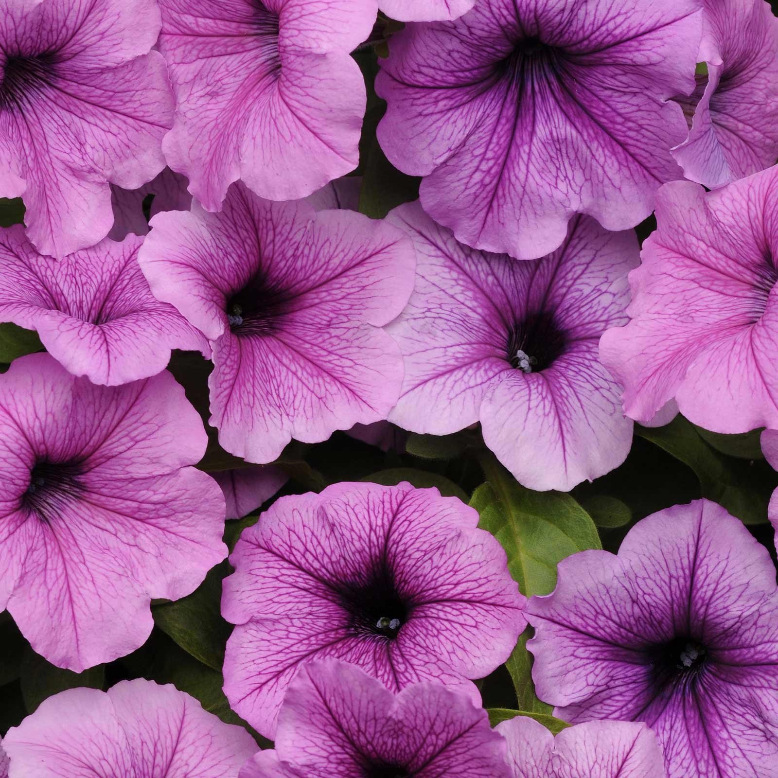 Petunia Easy Wave Plum Vein