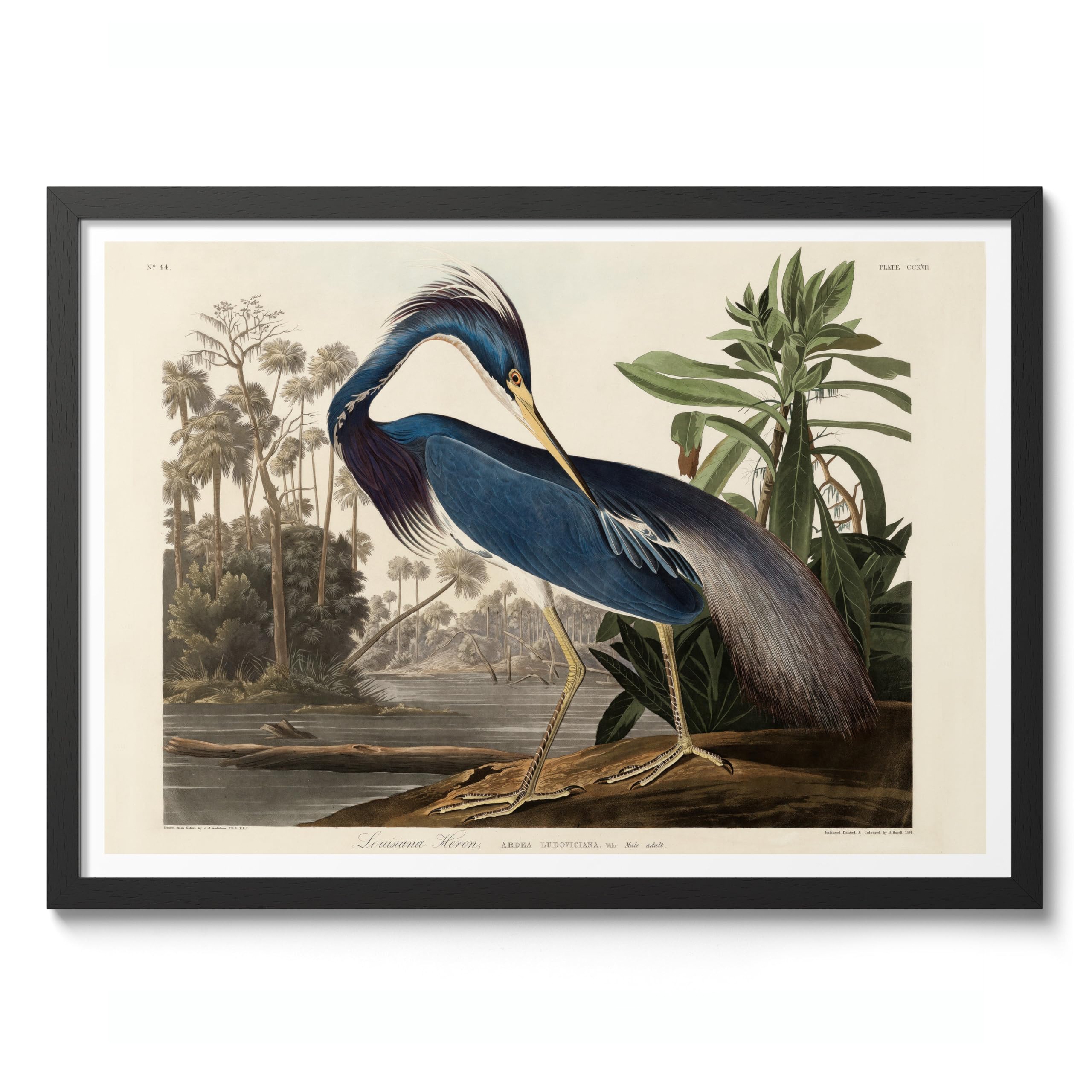 Louisiana Heron Poster John James Audubon Vintage Bird Illustration Antique Print Ornithology Art, Archival Matte, A1 (Black Frame) - 84.1x59.4cm