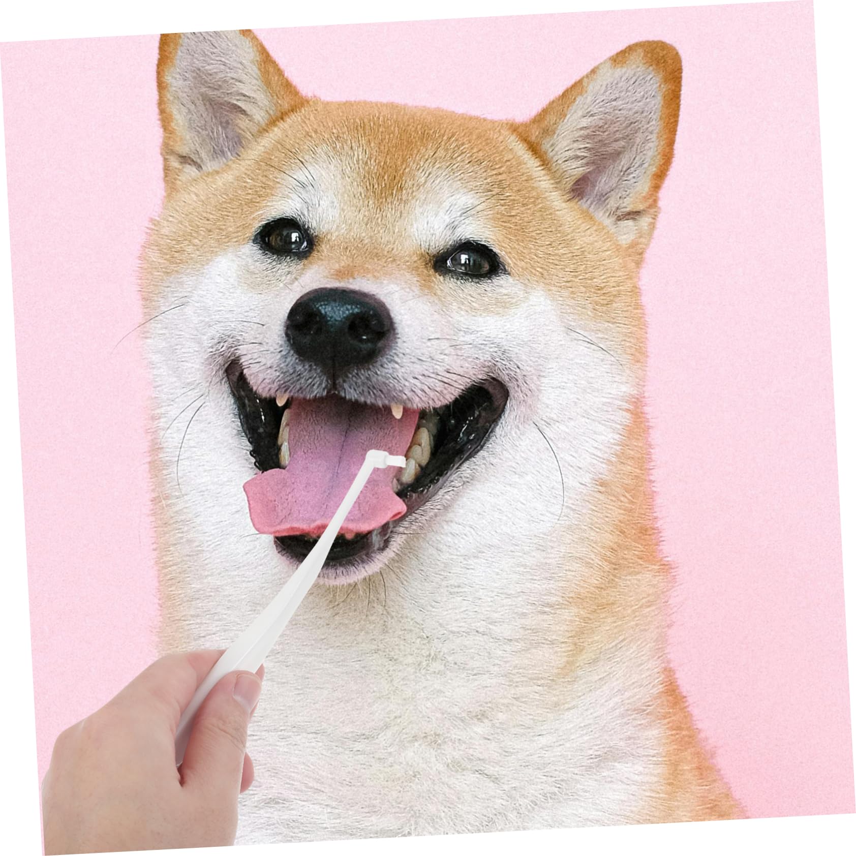 GRIRIW Pet Toothbrushes Pet Tooth Brush for Dogs and Cats Dog Toothbrush