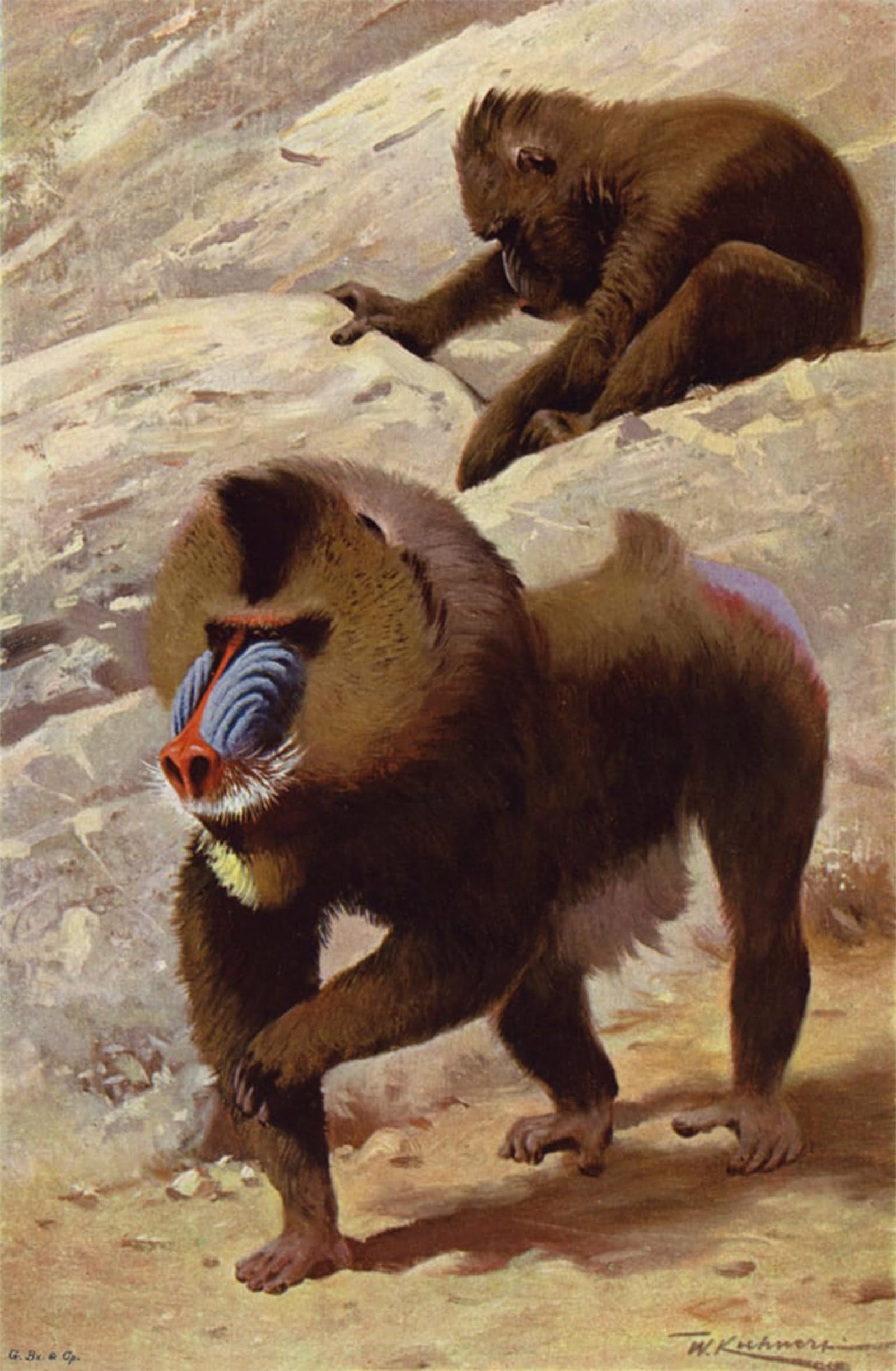 ARTXLXXBN Famous Art Print Poster Vintage Wall Art Mandrill by After Wilhelm Kuhnert Canvas Art Poster for Home Decor 60x90cm