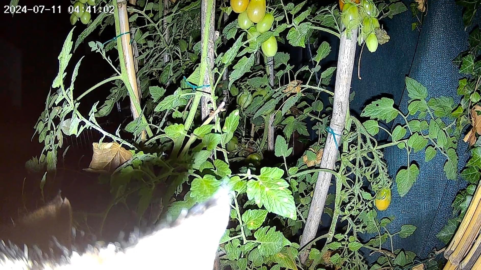 Immagine del cliente