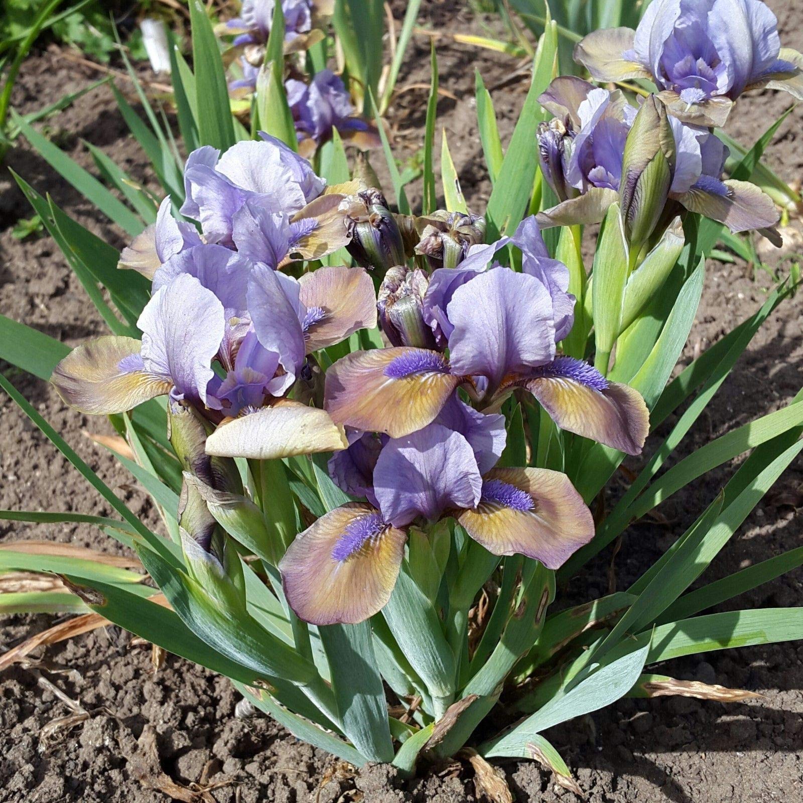 Portal Cool Standard Dwarf Iris - Hocus Pocus - Garden Perennial Plant - The Manic Botanic