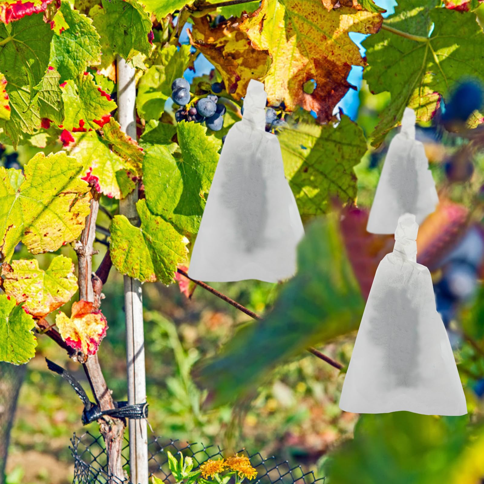 DOITOOL 100 Bolsas Protectoras de Papel Blanco para Uvas y Frutas, Bolsa Transparente para Protección contra Condiciones Meteorológicas y Aves, Adecuado para Cultivo y Jardinería
