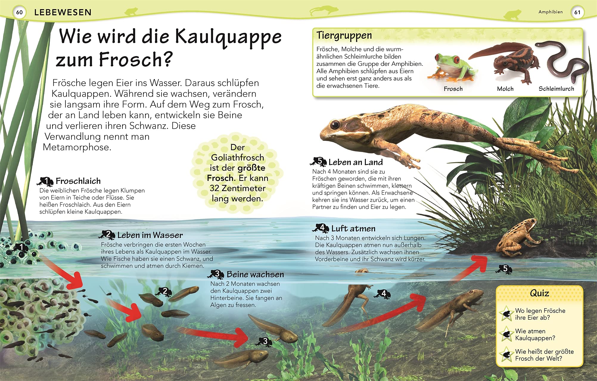 Weshalb? Deshalb!: Das Frage-und-Antwort-Lexikon